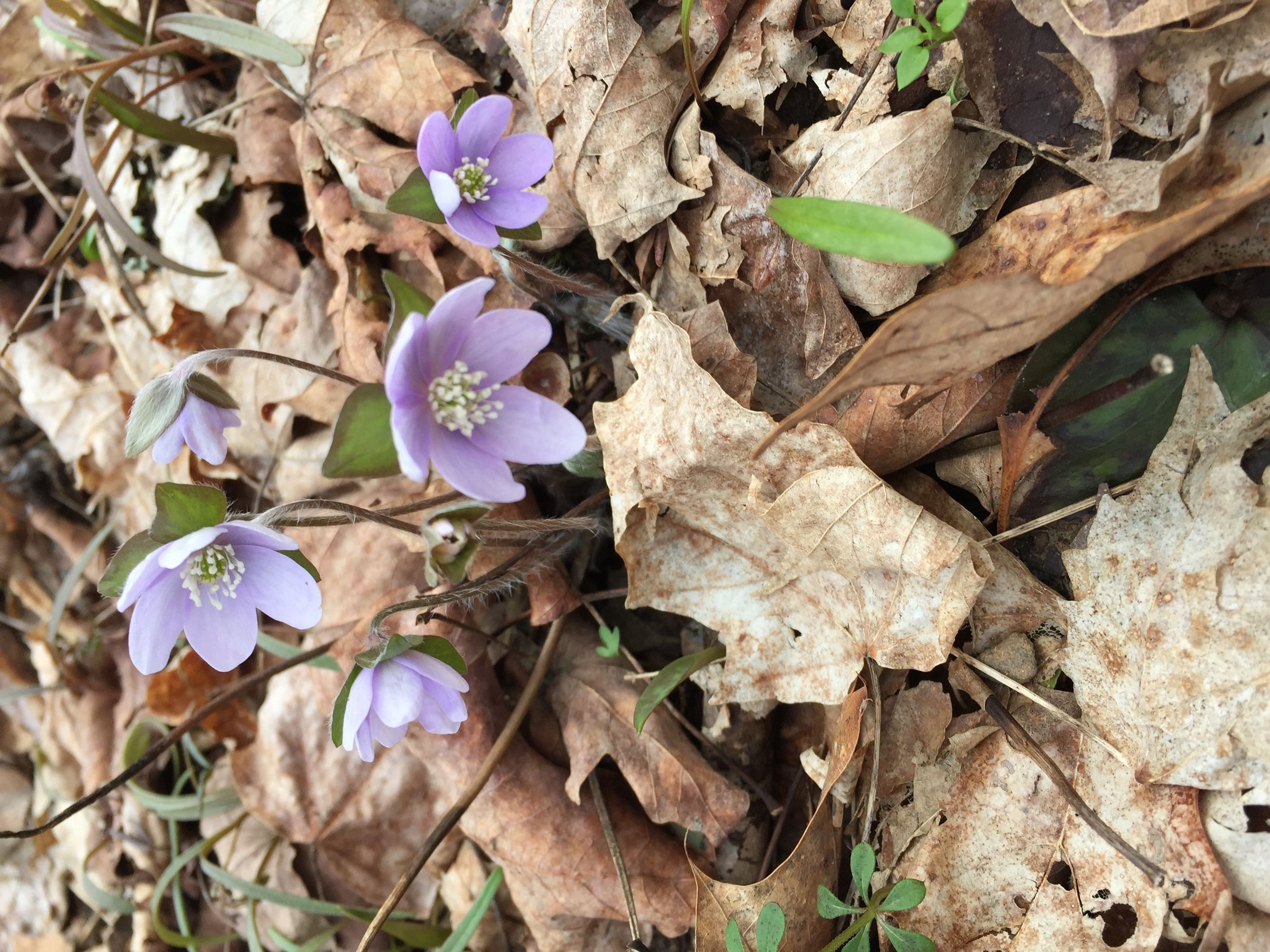 Hepatica