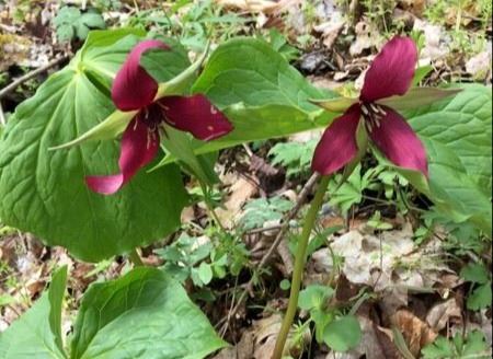 Red Trillium