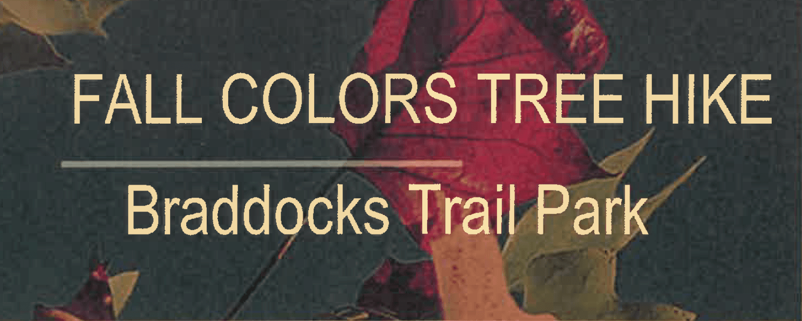 Colorful Tree Leaves (Fall Colors Tree Hike Ad)